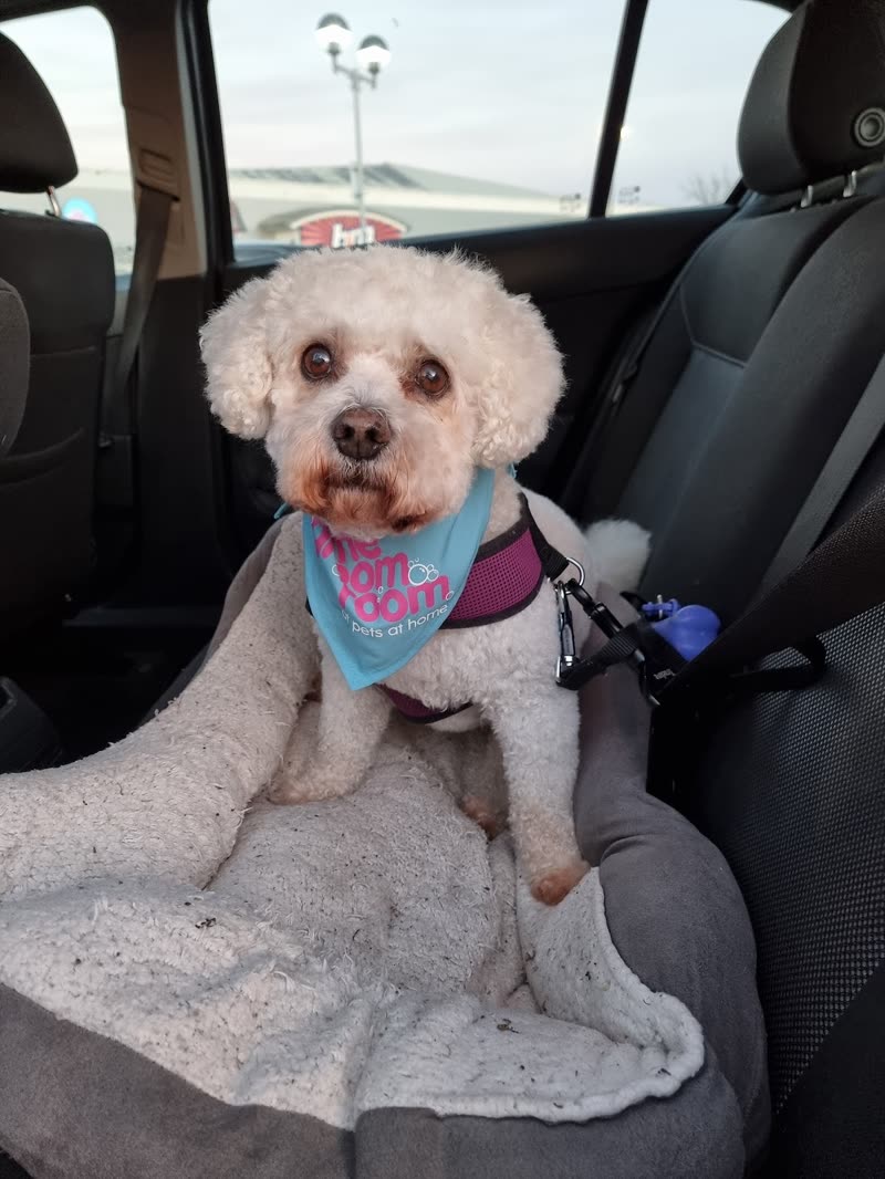 A freshly groomed Bichon Frise in a blue bandana settled on a blanket in the back of the car, cropped 3:2 landscape with the burned-in words removed